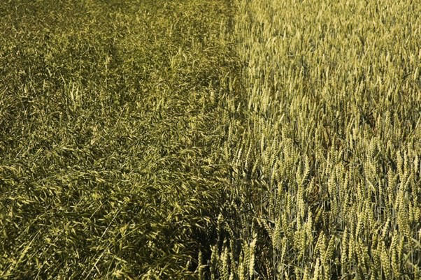 Účinnost přípravku Incelo (0,33 kg) proti sveřepu – vlevo neošetřeno, vpravo ošetřeno